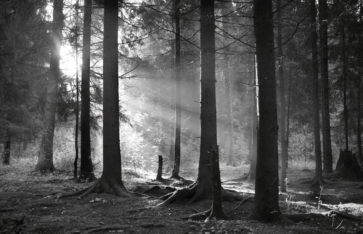 лес, утро, солнце, Сергей
