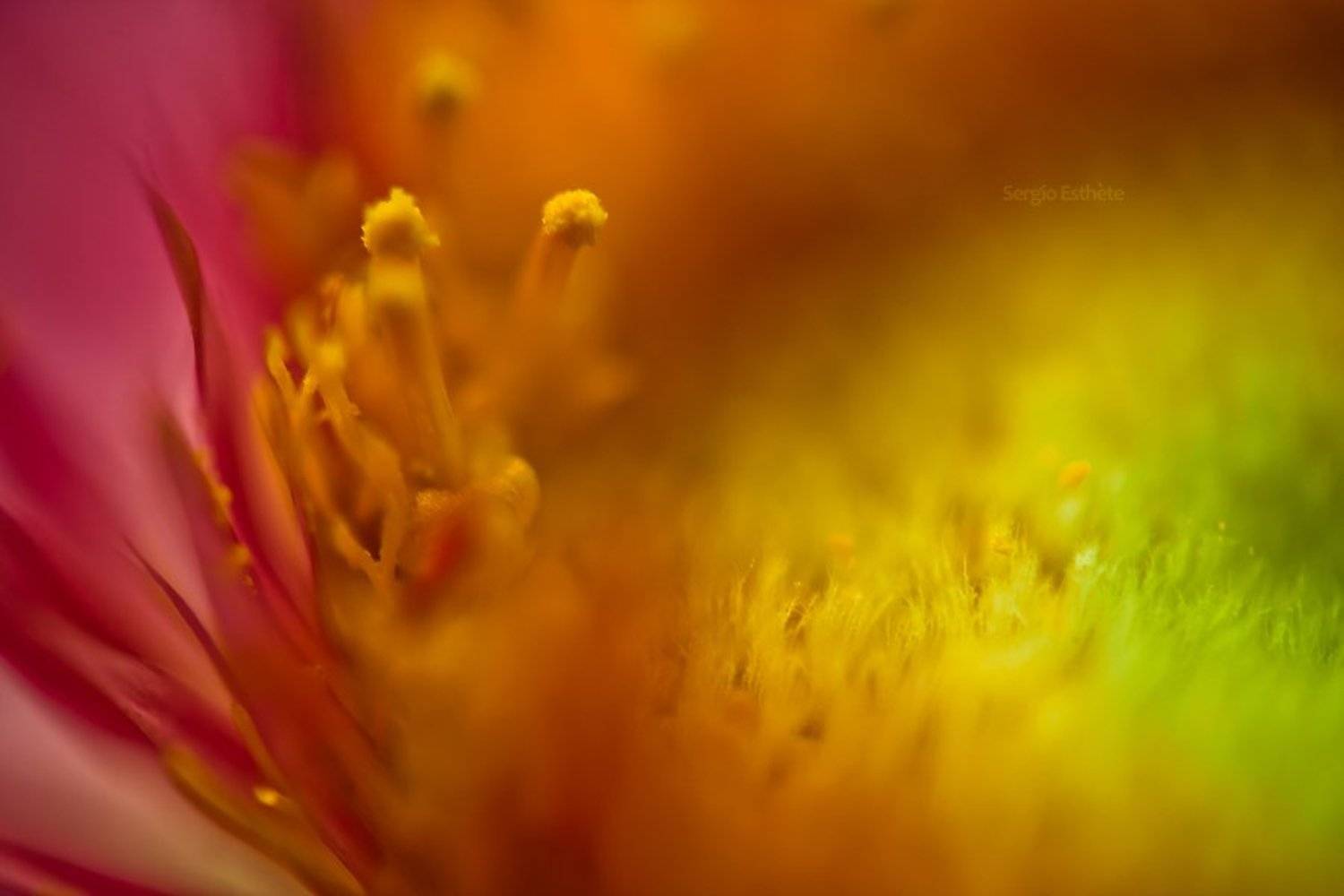 макро, цветы, Sergio Esthete