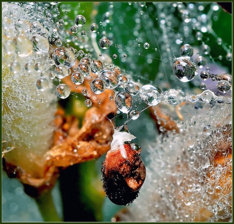 макро,вода,капли, Подвеска. фото превью