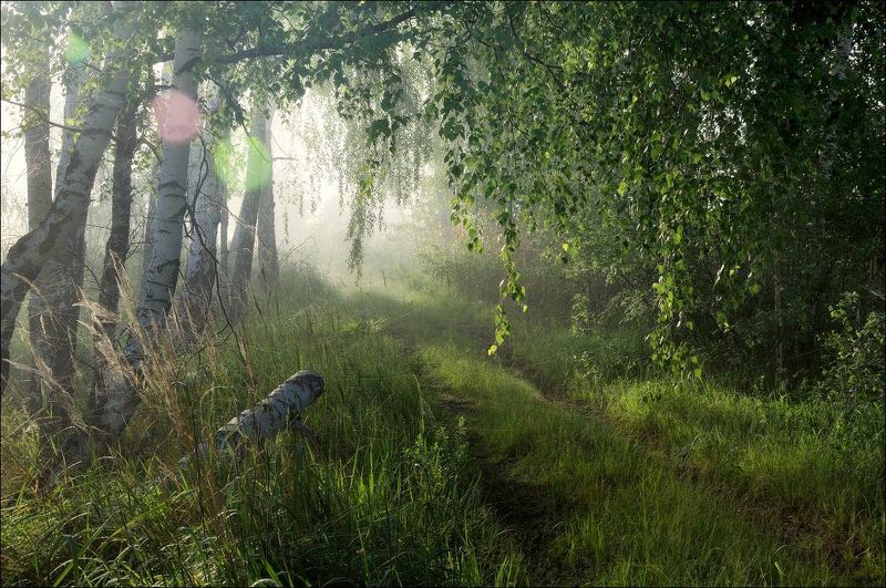 Сквозь туман и паутину к солнечным зайчикам фото превью