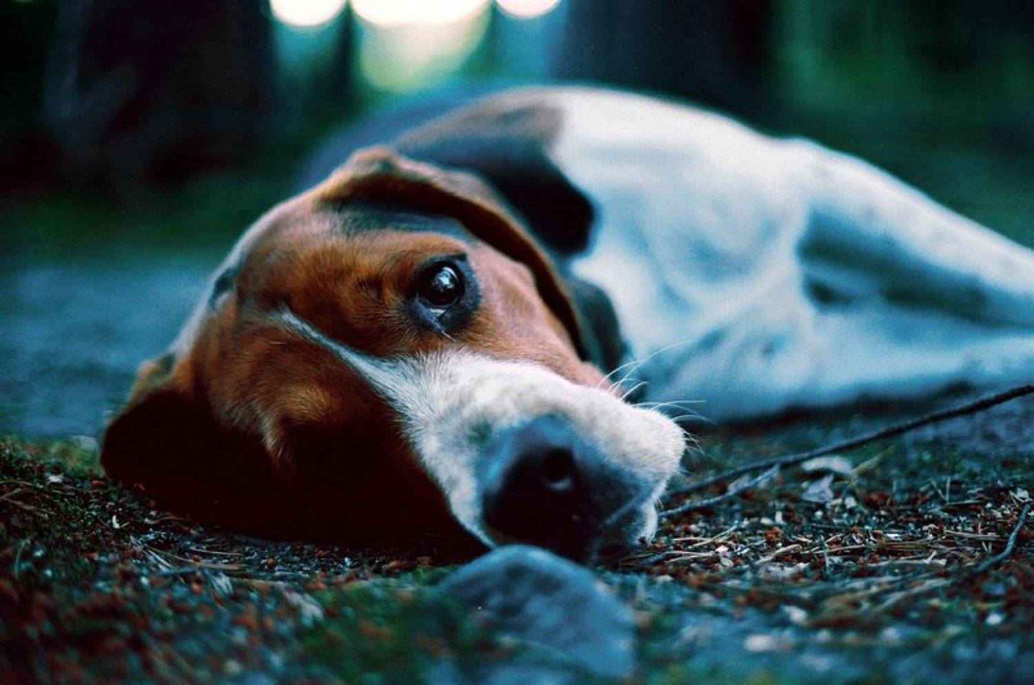 бигль, пес, Андрей Медведев