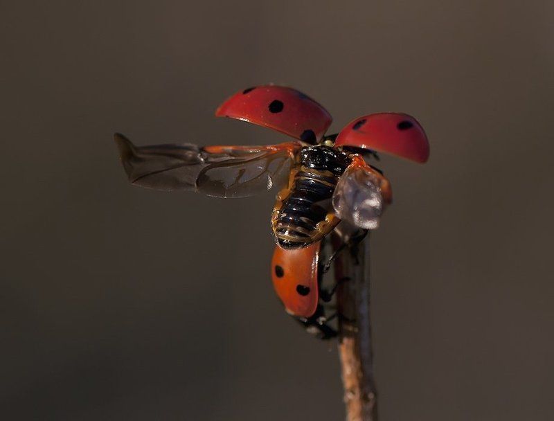 божья коровка,макро Подтолкни,взлетаю!!! фото превью