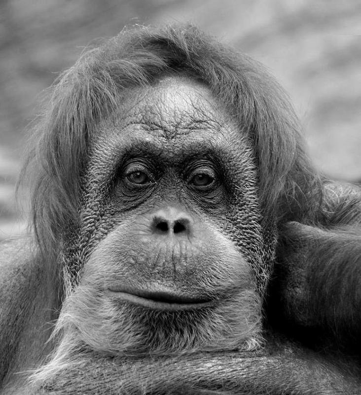 зоопарк, приматы, орангутанг А ВЫ ВСЕ МЕЛЬТЕШИТЕ фото превью