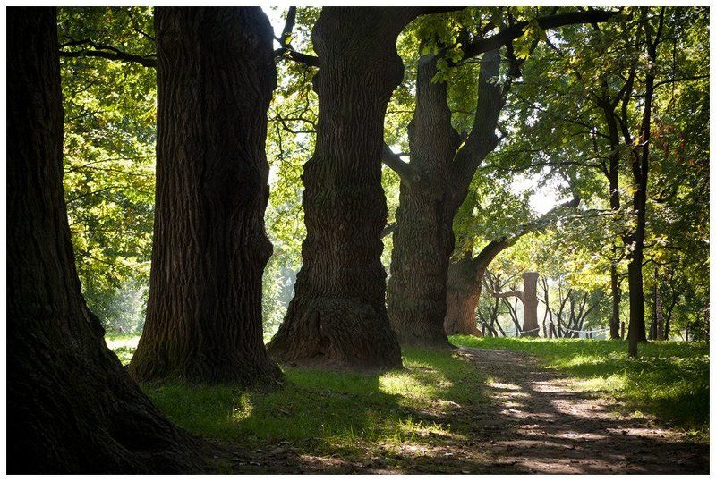 Дубовая аллея фото превью