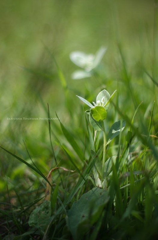 Нежность фото превью