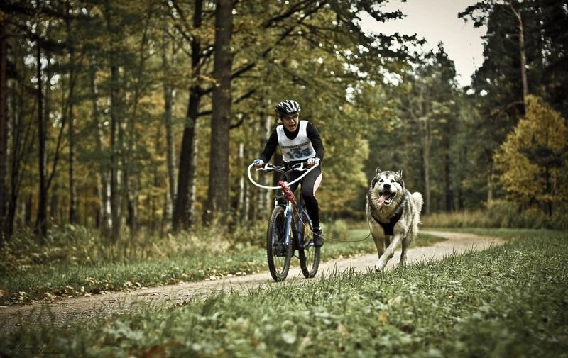 Соревнования по Ездовому спорту фото превью
