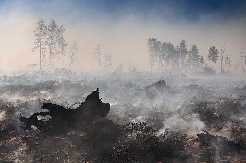 Мертвое поле фото превью