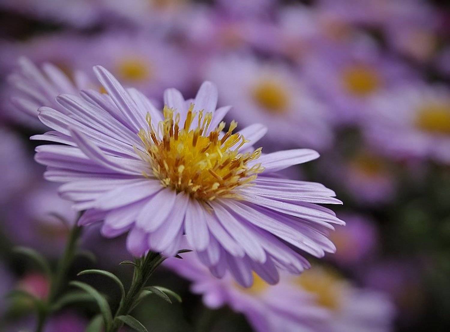 макро, цветы, Colibri