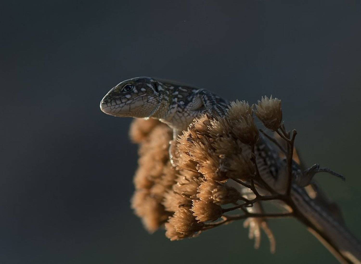 ящерица, Татьяна Аверина