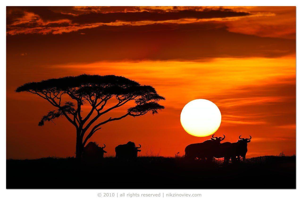 африка, серенгети, закат, гну, антилопы, солнце, николай, зиновьев, Николай Зиновьев