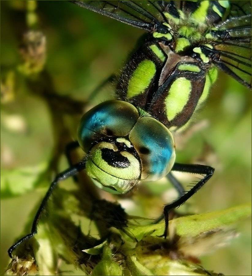 макро, стрекоза, Ольга Хлуднева