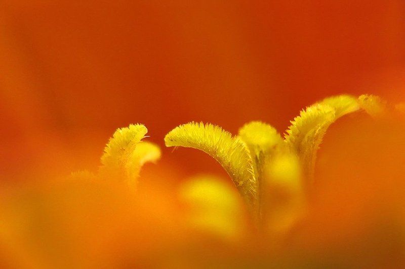 цинния Оранжевое настроение фото превью