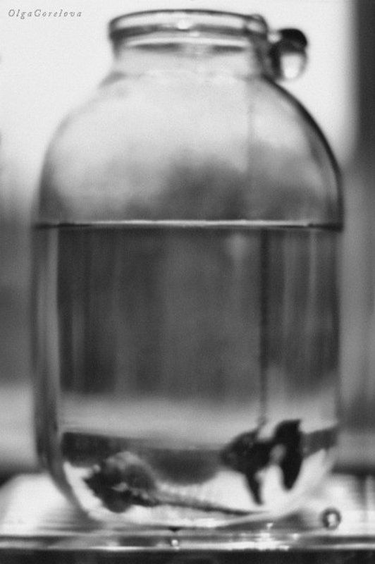 sea, heat, water, glass, silver, fish, фото, стекло, море, рыба, натюрморт mar interior фото превью