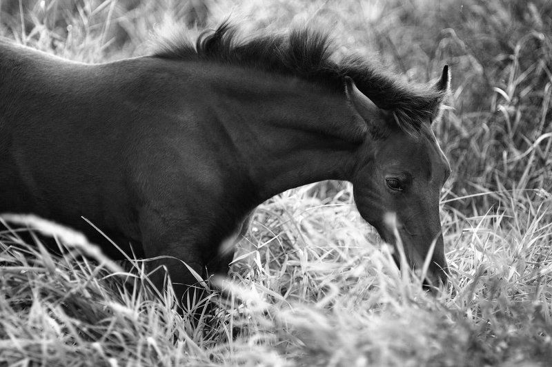 Суздаль. фото превью