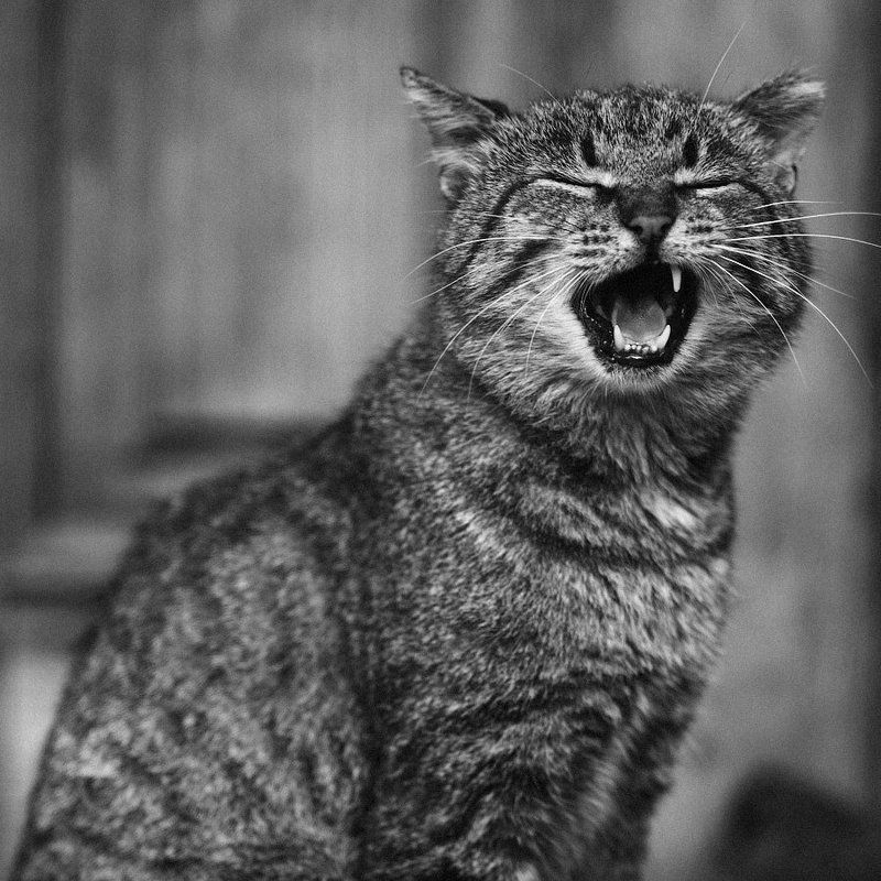 Суздаль. фото превью