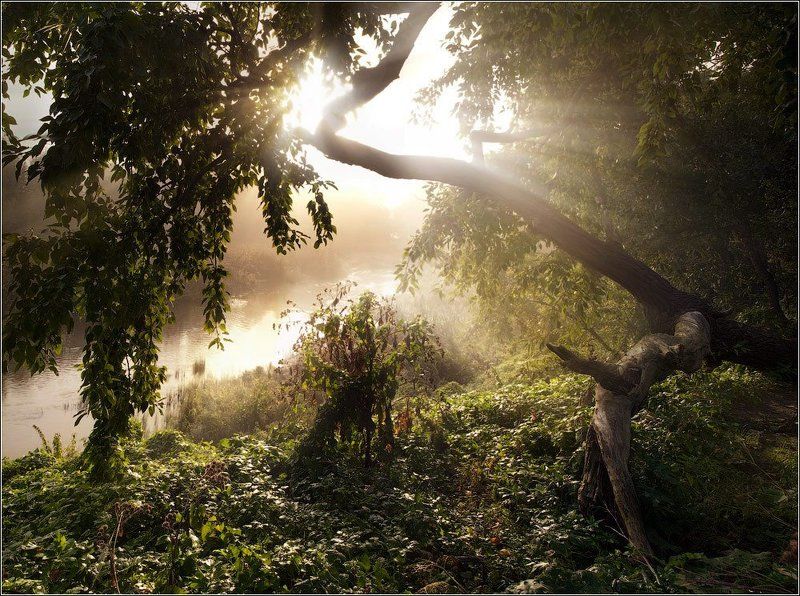 Свет туманного утра фото превью