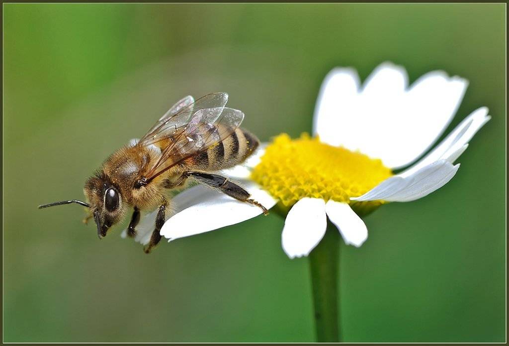 макро,насекомые,цветы,, Евгений Кирилкин.
