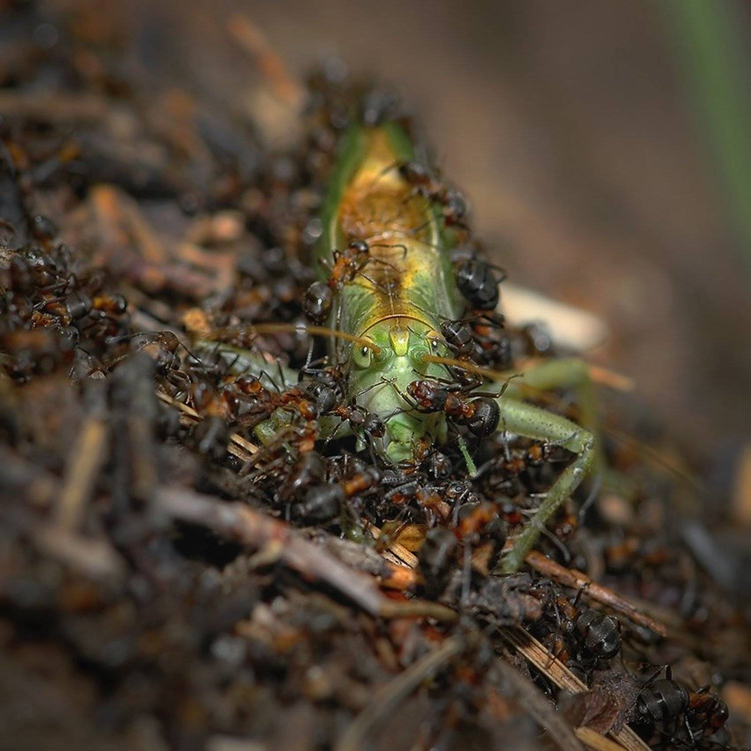 макро, романов, Андрей Романов
