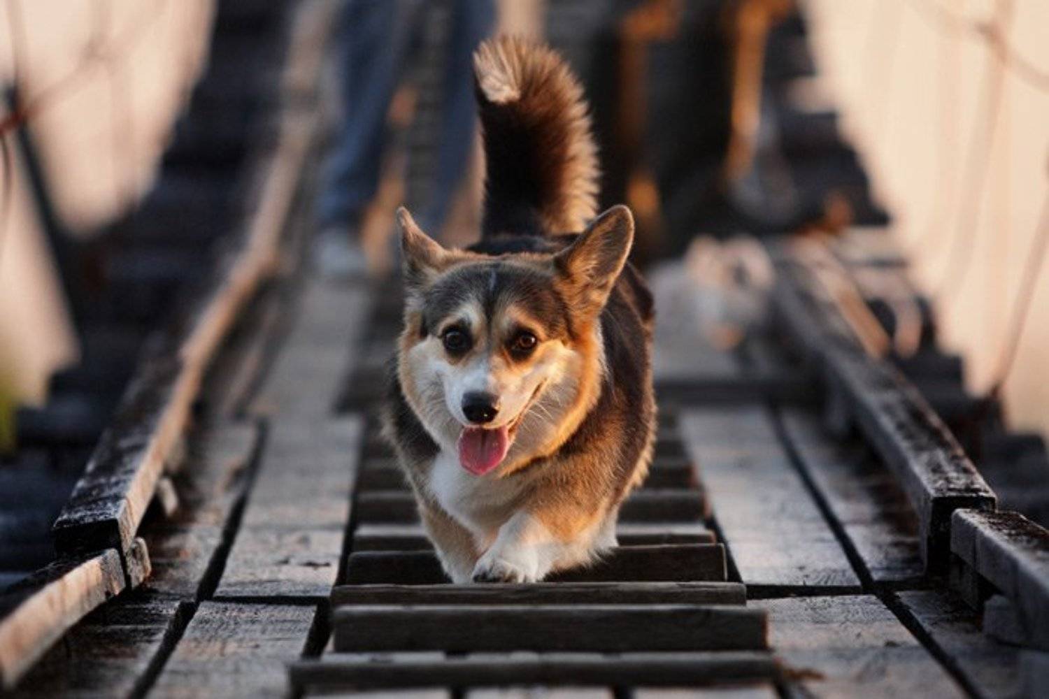 собака, вельш, корги, пемброк, Илья Бармин