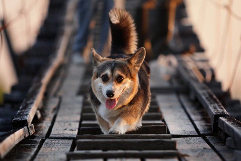 собака, вельш, корги, пемброк ... фото превью