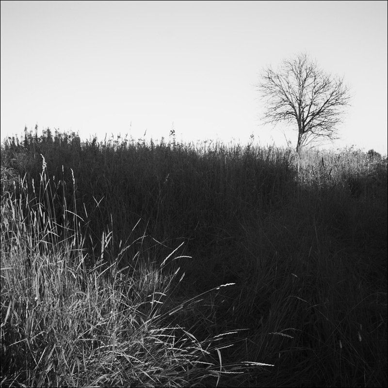 Трава и дерево на месте Воскресенья летним вечером фото превью