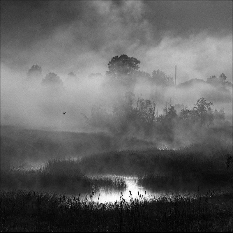 Птица летает над Логовежью у Марьино летним утром фото превью