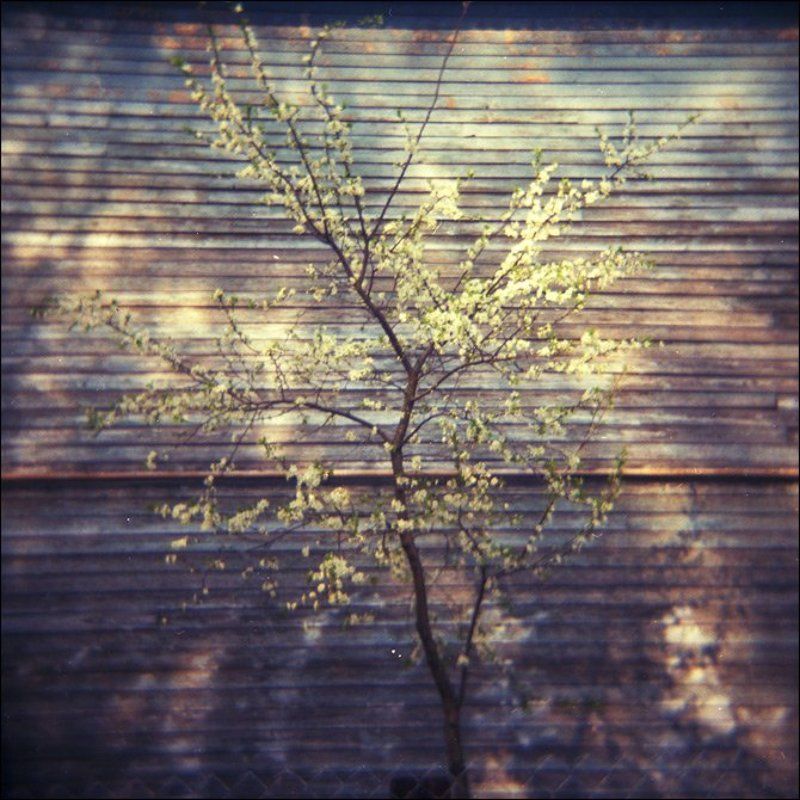 Вишня цветет у барака в Озерках весной в мае фото превью