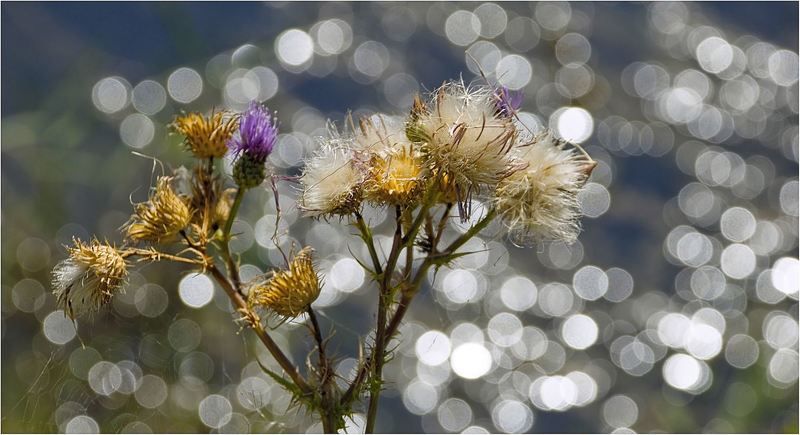 природа Осенний...свадебный  наряд.... фото превью