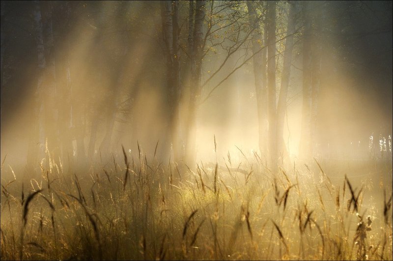 Пробуждение осени фото превью