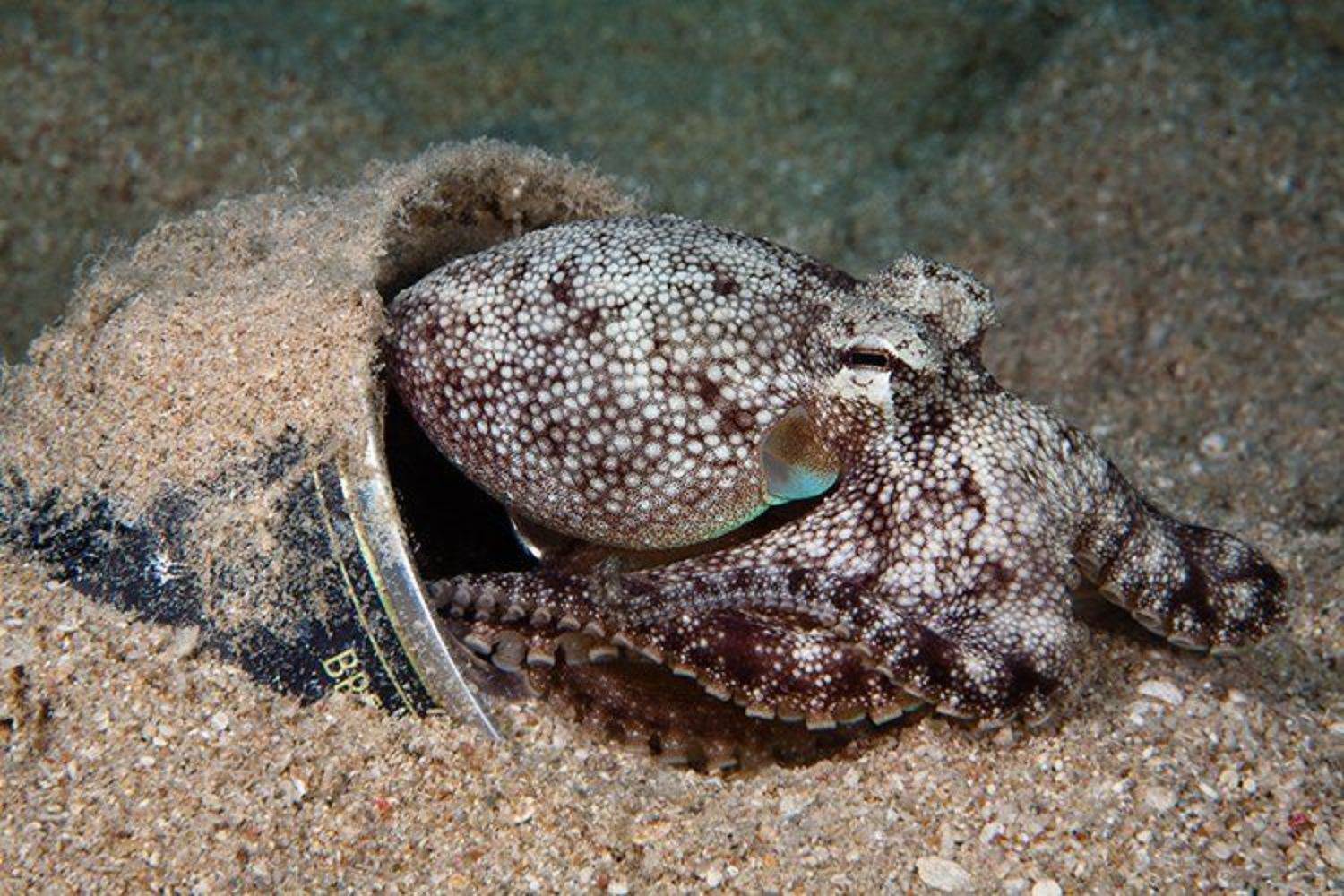 осьминог, пиво, банка, красное море, хургада, подводная съемка, Natalia Semko