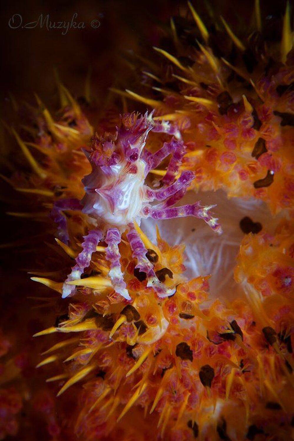 , Оксана Музыка