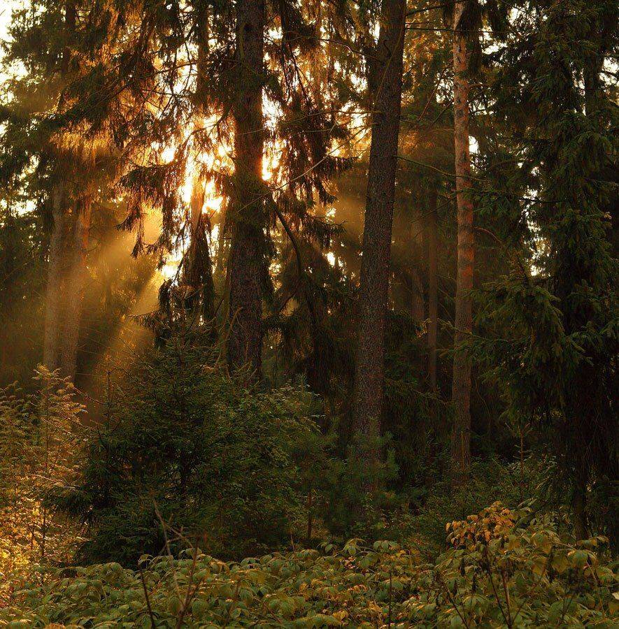 лес, ели, утро, Сергей