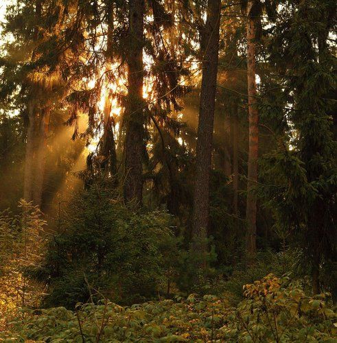 В гостях у лешего