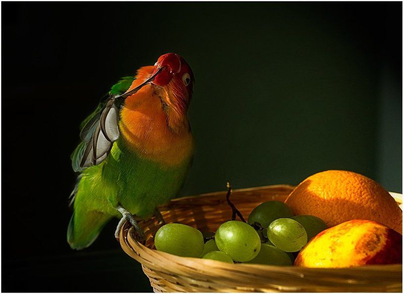 утро аристократа фото превью