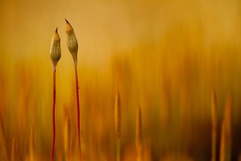 мох, оранжевый Двое фото превью