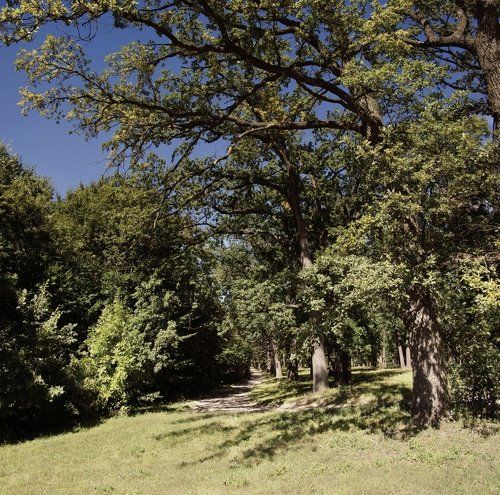 Дубовая роща