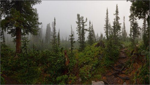 СИБИРСКИМИ ТРОПАМИ