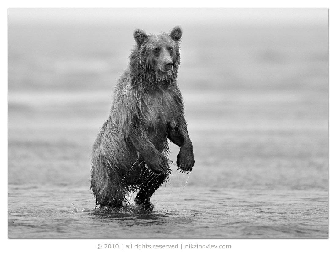 медведи, мишки, медведица, аляска, сша, дикие животные, николай зиновьев, фотограф дикой природы, Николай Зиновьев