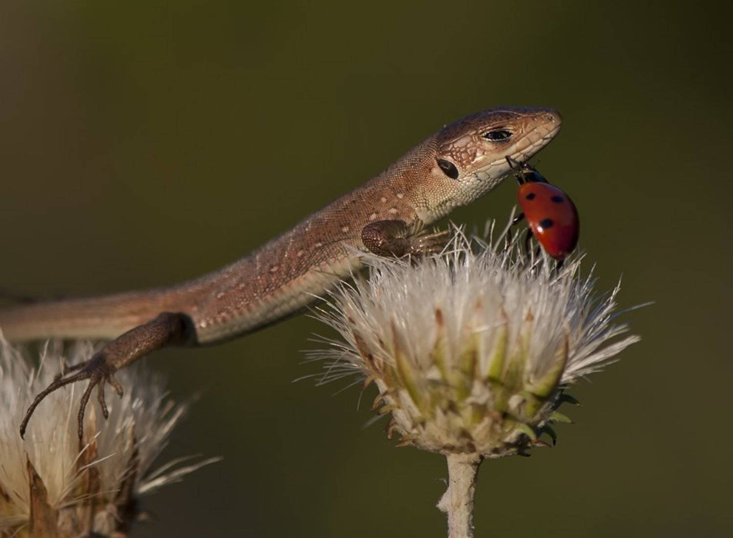 ящерица,божья коровка, Татьяна Аверина