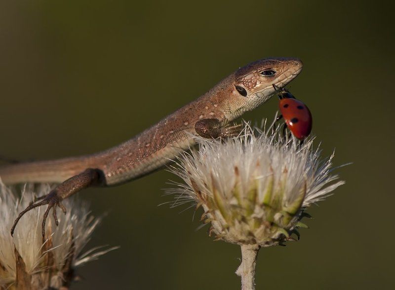 ящерица,божья коровка Миленький ты мой,возьми меня с собой!!! фото превью