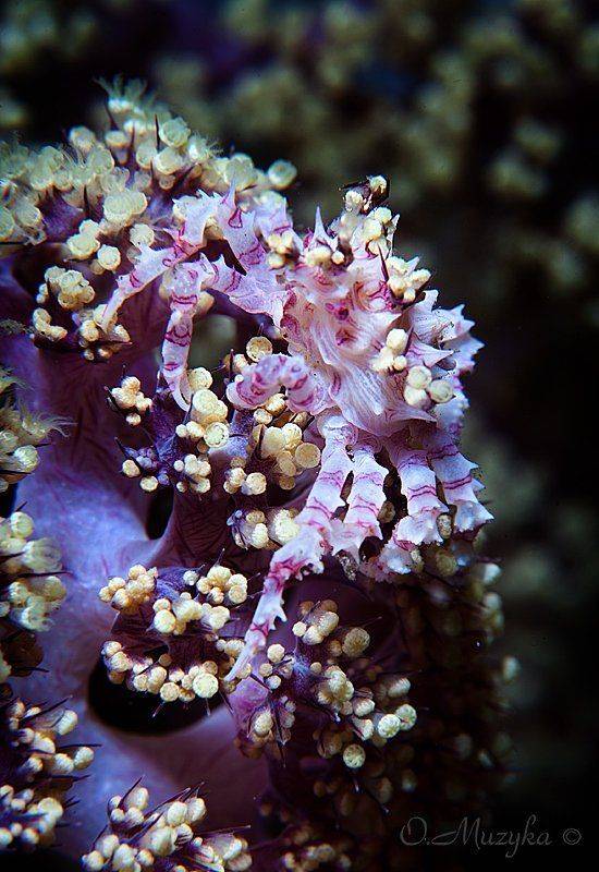 , Оксана Музыка