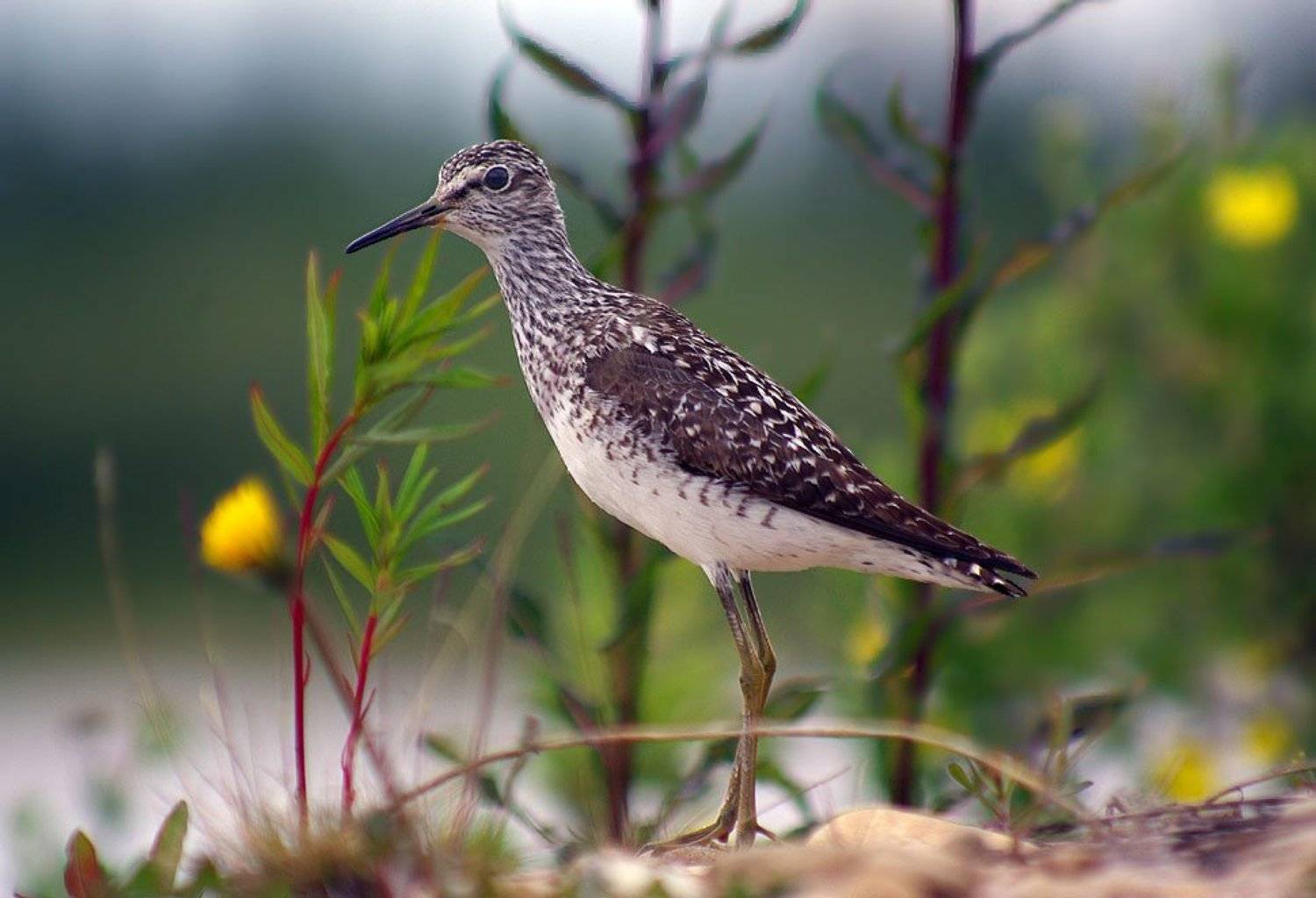 кулик, фифи, Солодухин Виктор