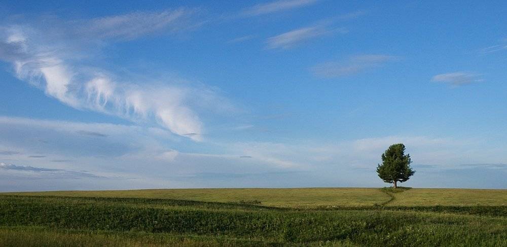 дерево, поле, облака, владимир