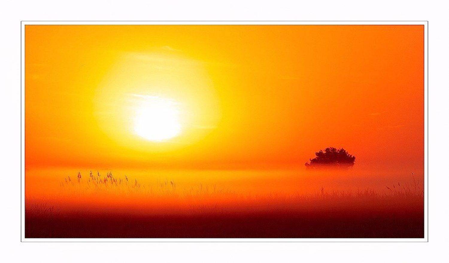 закат,туман,дерево, Чебурашка