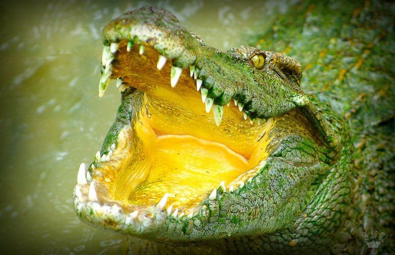 Вьетнамские крокодилы фото превью