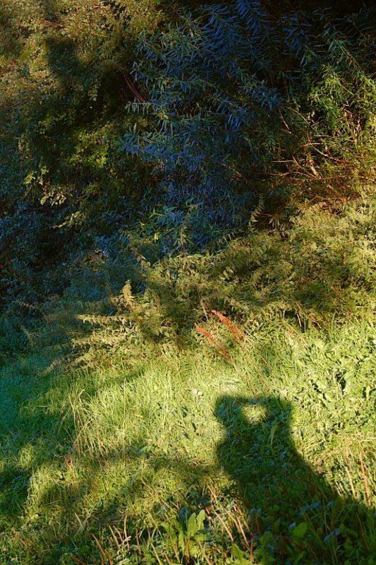 Люди отбрасывают не только тени фото превью