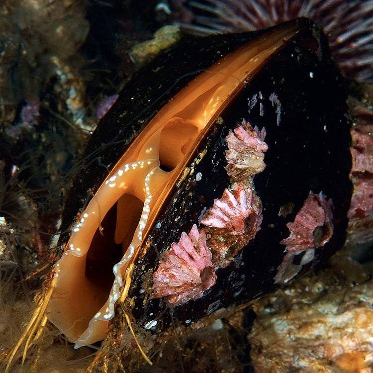 , Витя Лягушкин