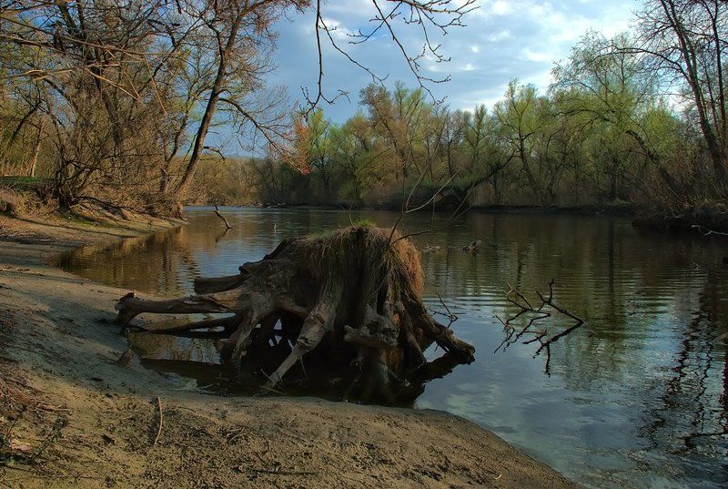 пень Хозяин... фото превью