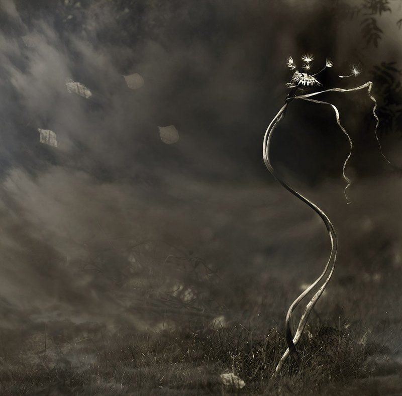 жизнь, смерть, лето, одуванчик, лёгкость, грусть, печаль лето-это маленькая жизнь... фото превью