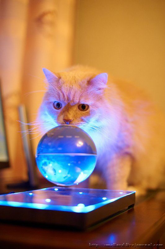 Кот Соломон изучает географию и кушает дыньку фото превью